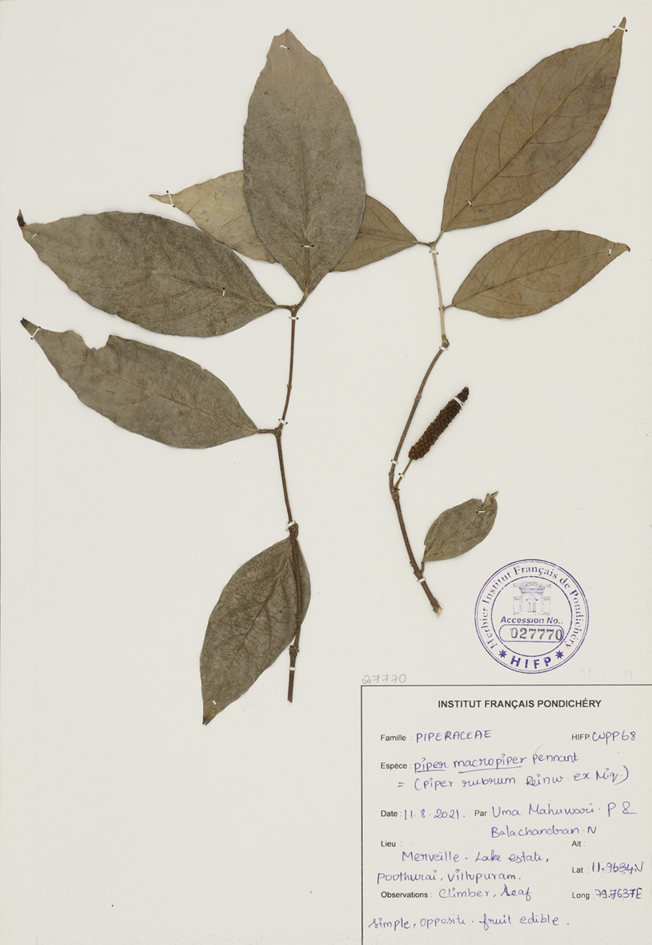 Dried plant specimen Piper macropiper Pennant catalogued as climber leaf from Travelling Plants botanical collection